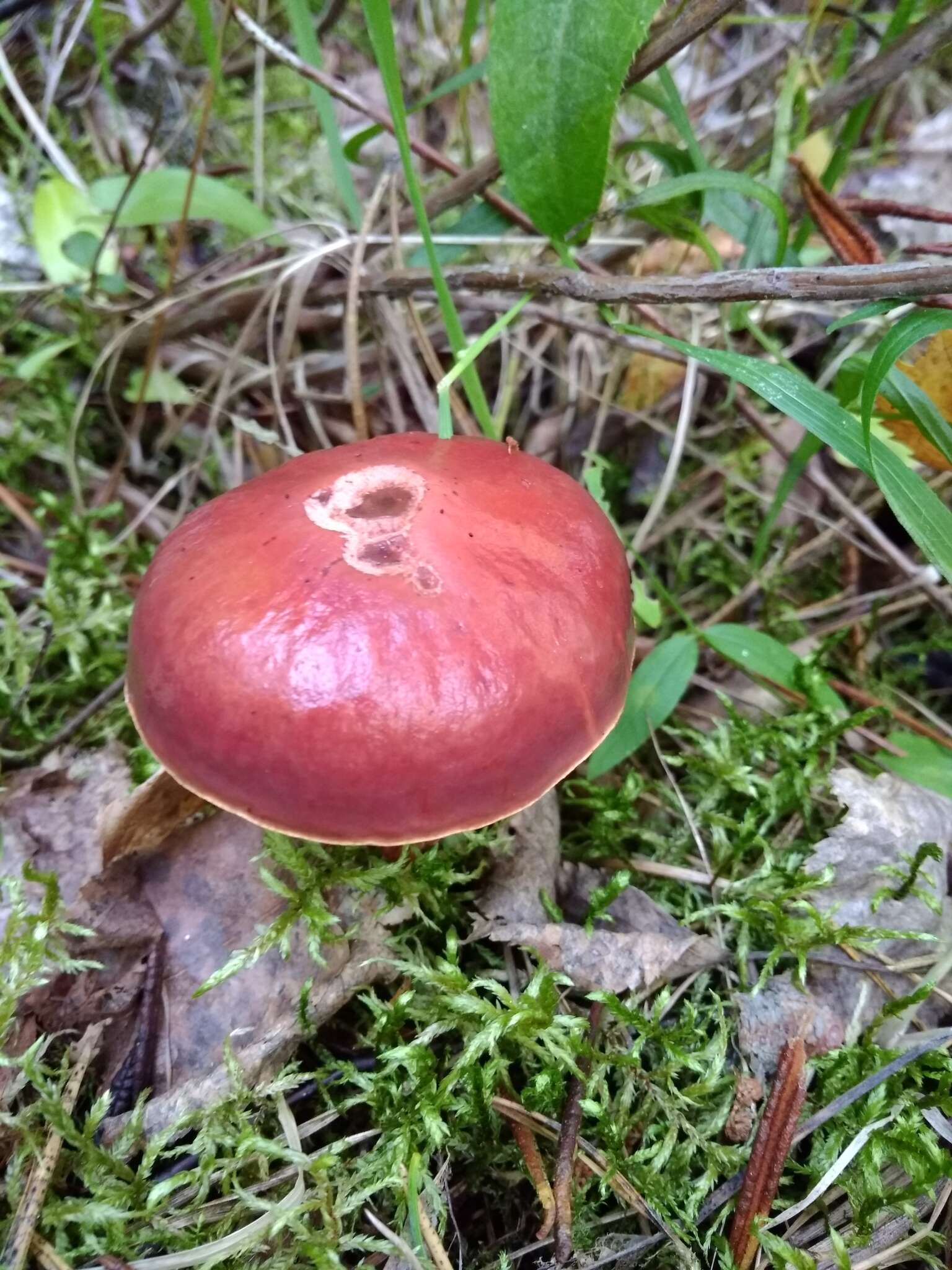 Image of Suillus grevillei (Klotzsch) Singer 1945