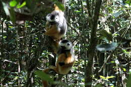 Image of Diadem Sifaka