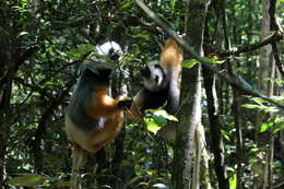 Image of Diadem Sifaka