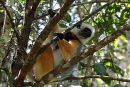 Image of Diadem Sifaka