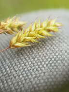 Image of chestnut sedge