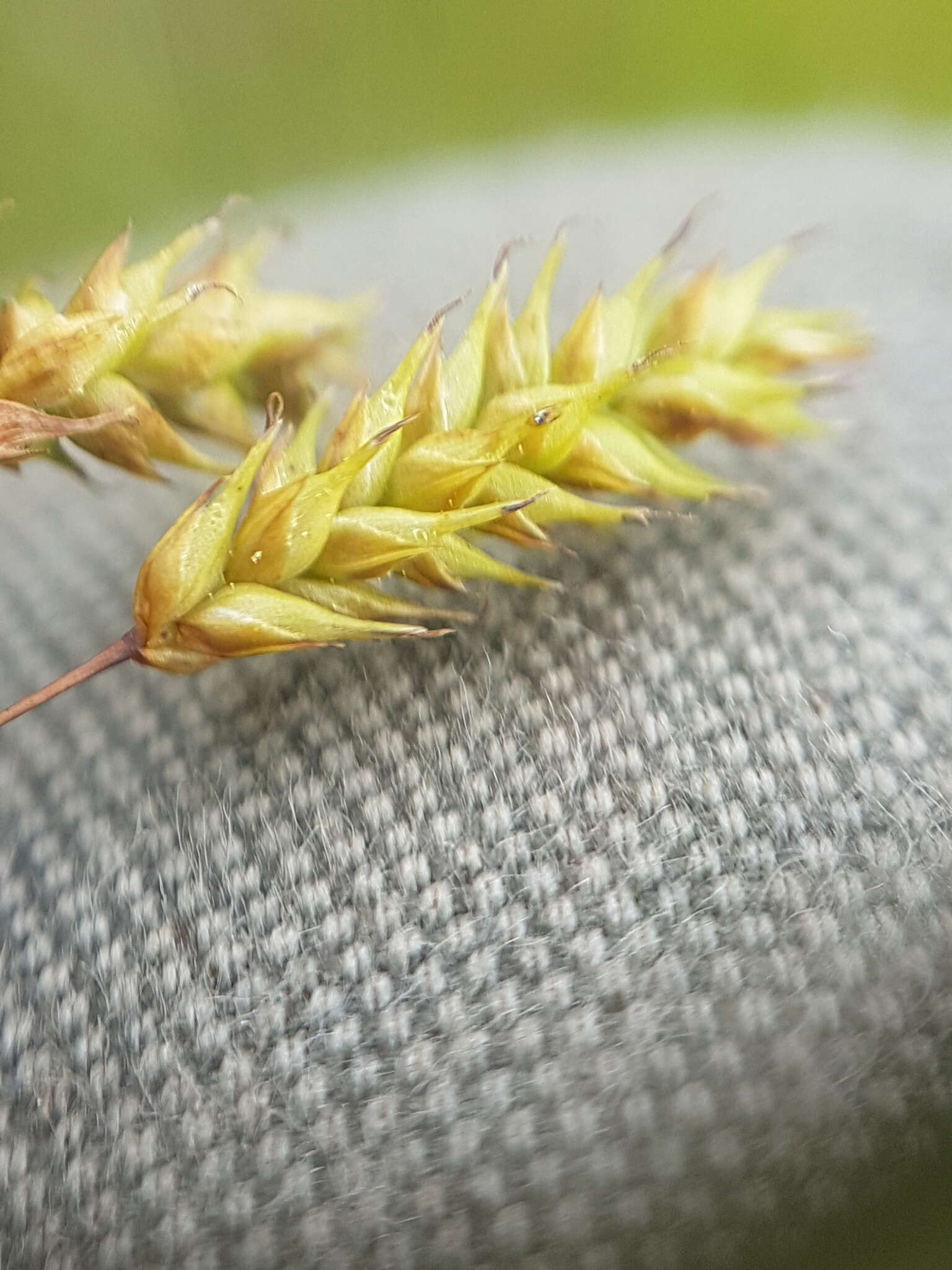 Image of chestnut sedge