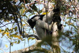 صورة Indri É. Geoffroy Saint-Hilaire & G. Cuvier 1796