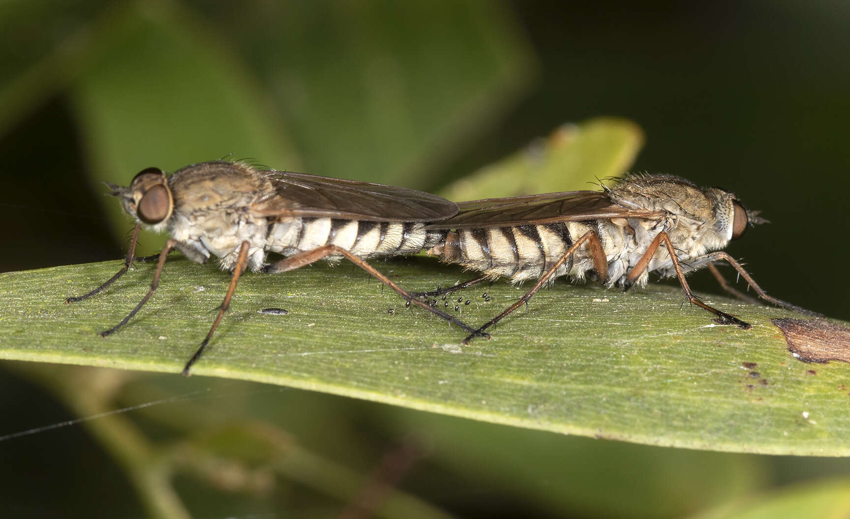 Image of Anabarhynchus plumbeoides Lyneborg 2001