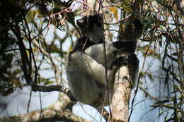 صورة Indri É. Geoffroy Saint-Hilaire & G. Cuvier 1796