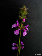 Image of Stachys philippiana Vatke