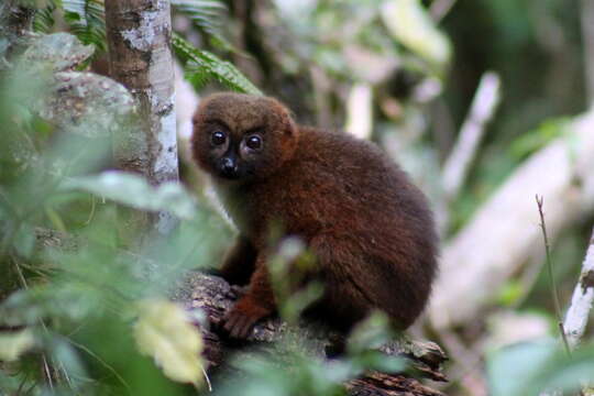 Image of Red-bellied Lemur