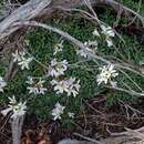 Image de Boechera fernaldiana subsp. vivariensis (S. L. Welsh) Windham & Al-Shehbaz