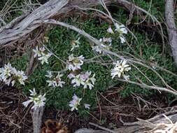 Image of park rockcress