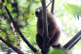 Image of Red-bellied Lemur