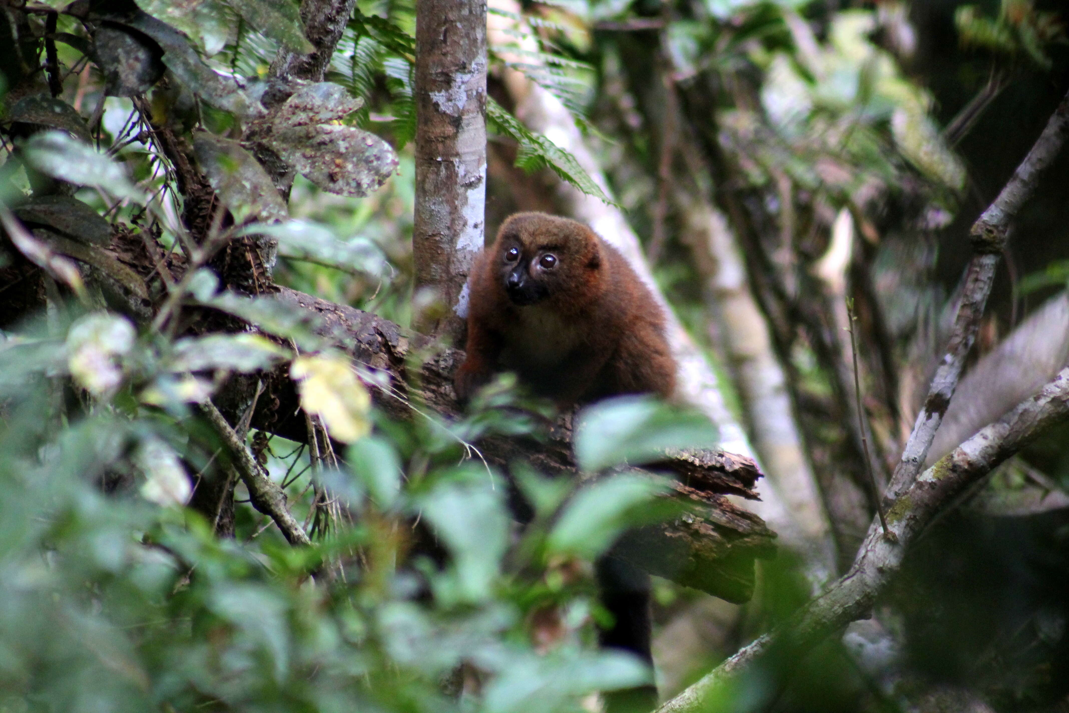 Image of Red-bellied Lemur