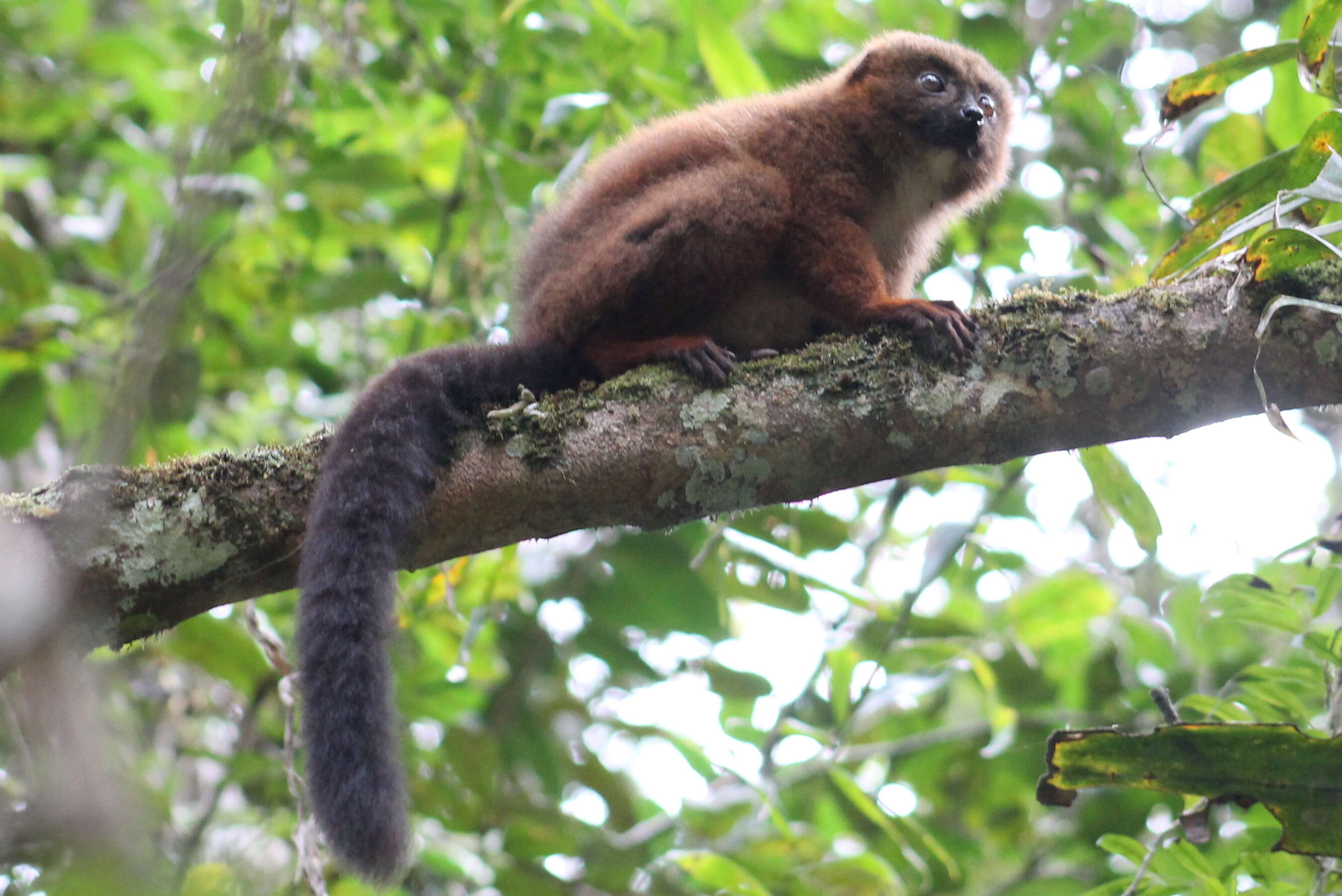 Image of Red-bellied Lemur