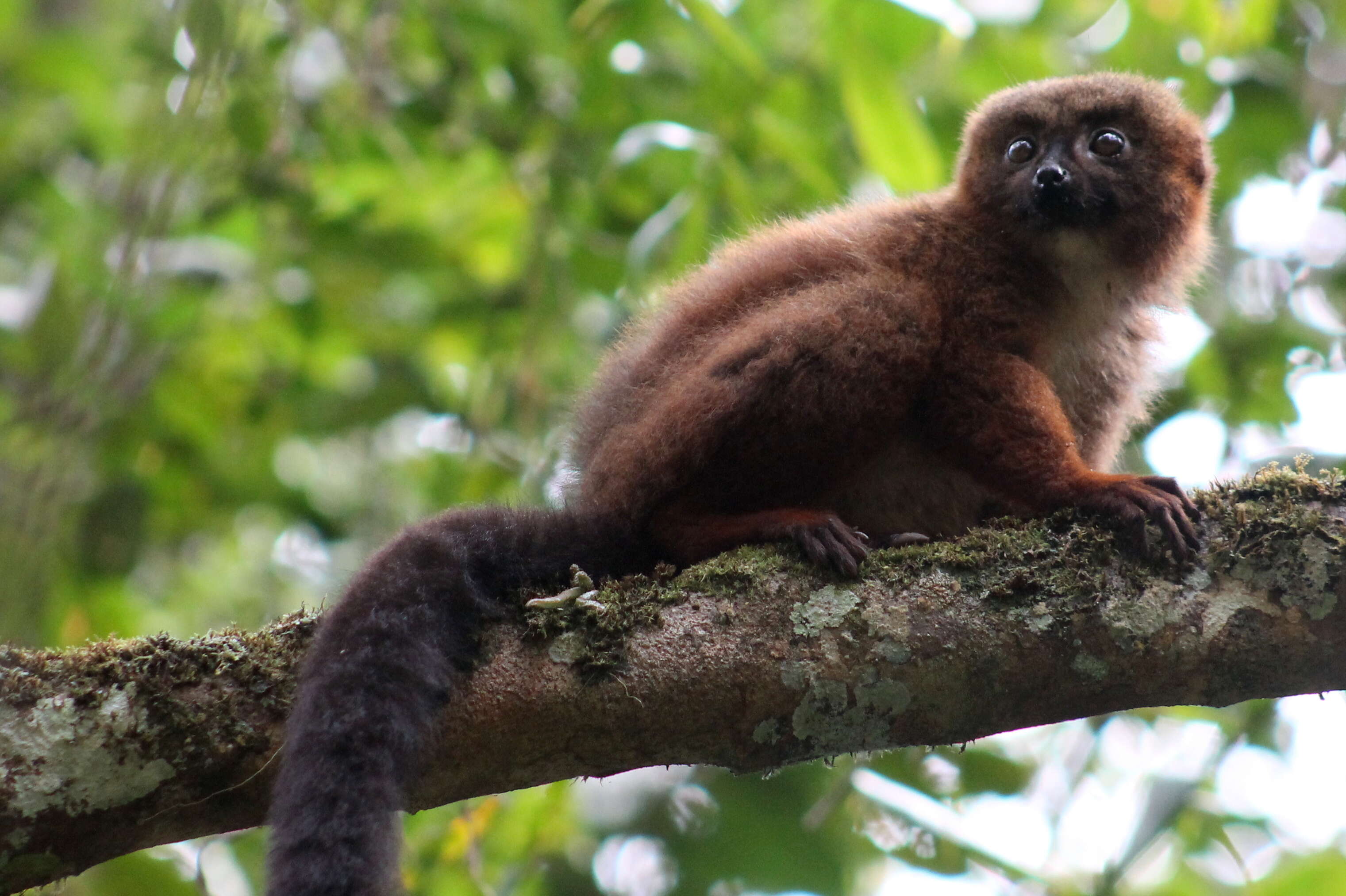 Image of Red-bellied Lemur