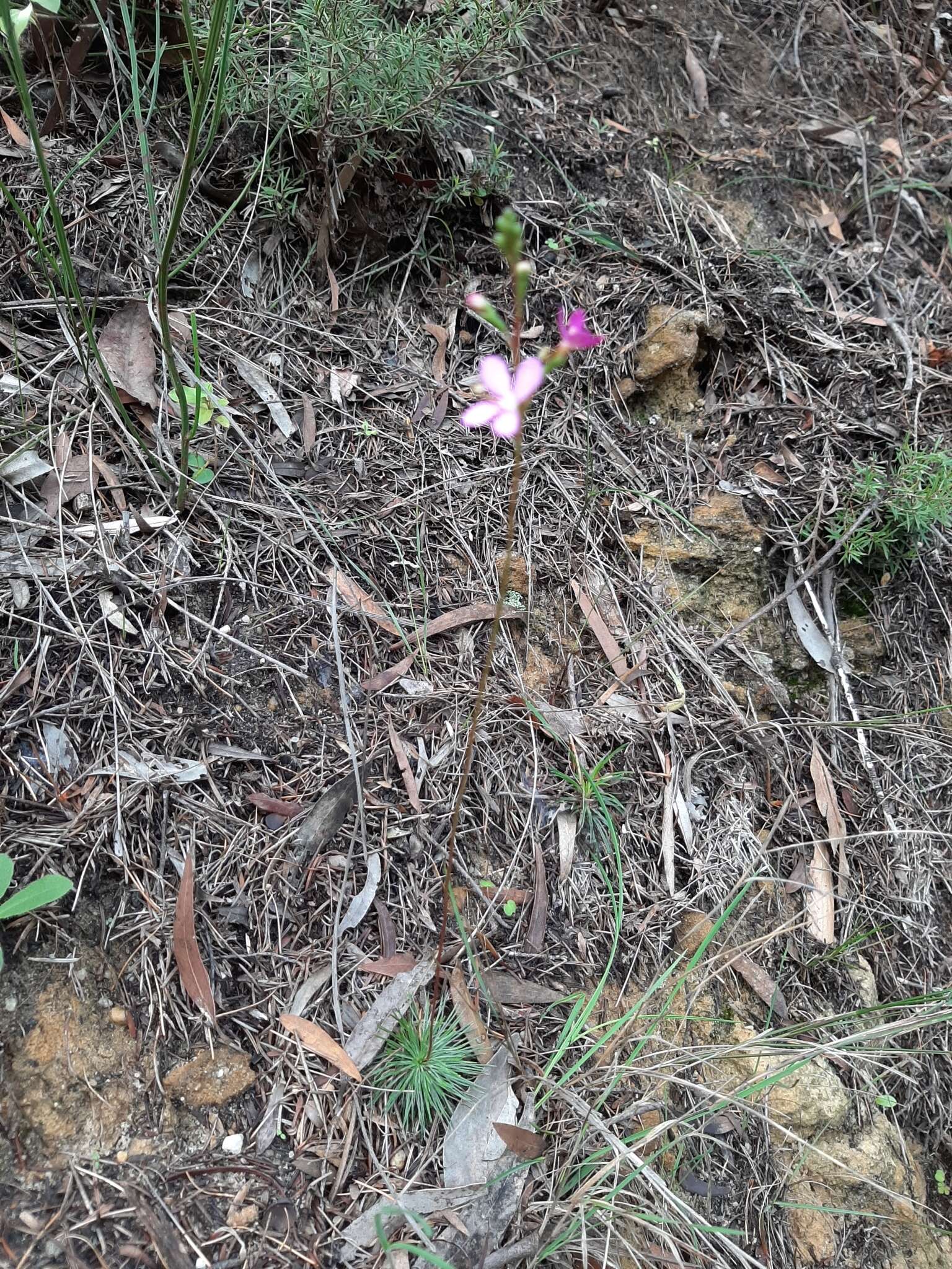 Image of Stylidium lineare Sw. ex Willd.