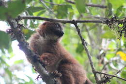 Image of Red-bellied Lemur