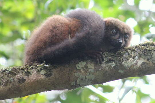 Image of Red-bellied Lemur