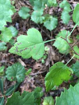 Image of stolonbearing hawthorn