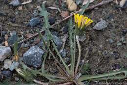 Image of Horned Dandelion