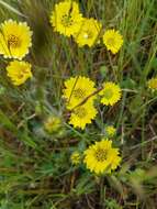 Image of hayfield tarweed