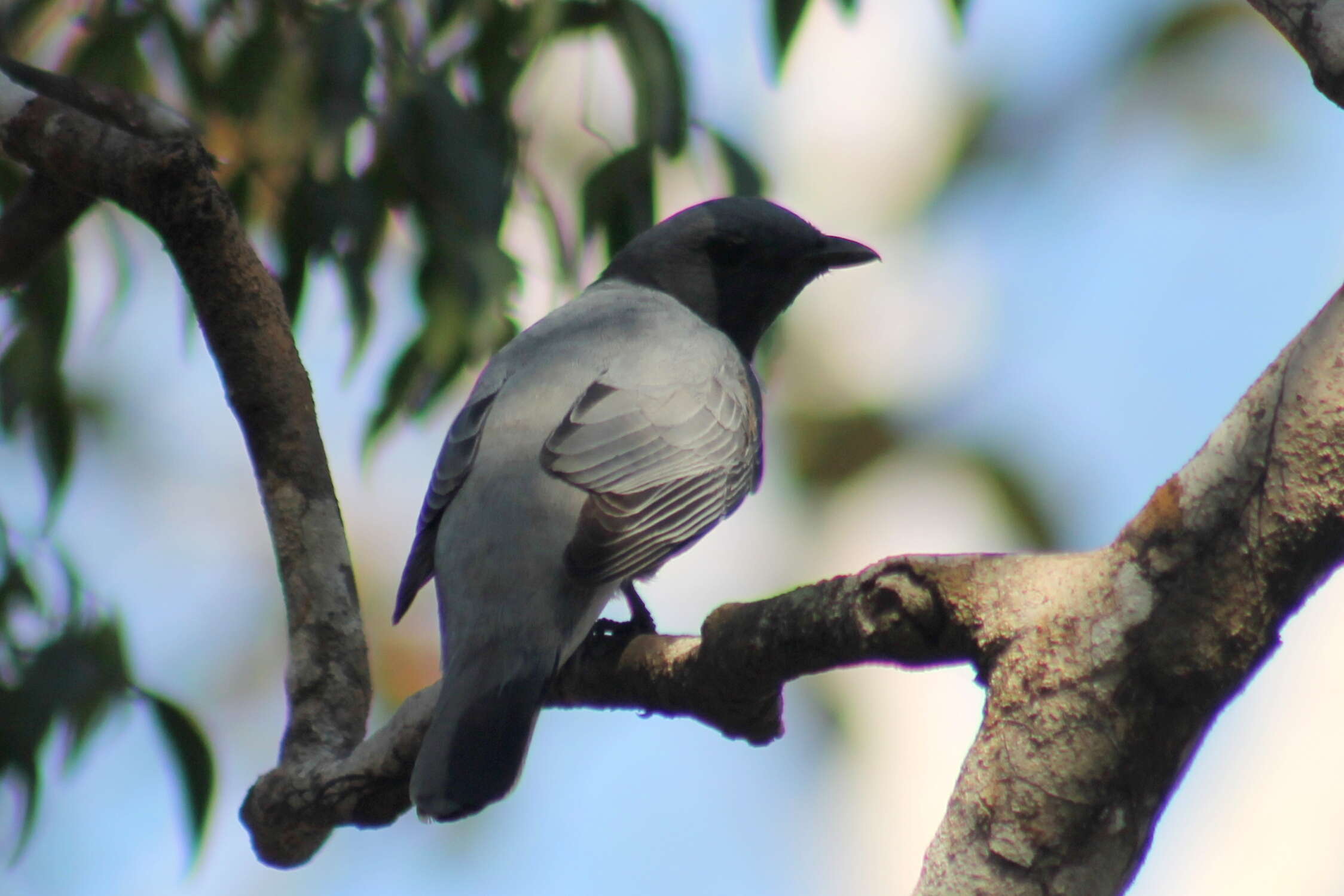 Image of Coracina cinerea