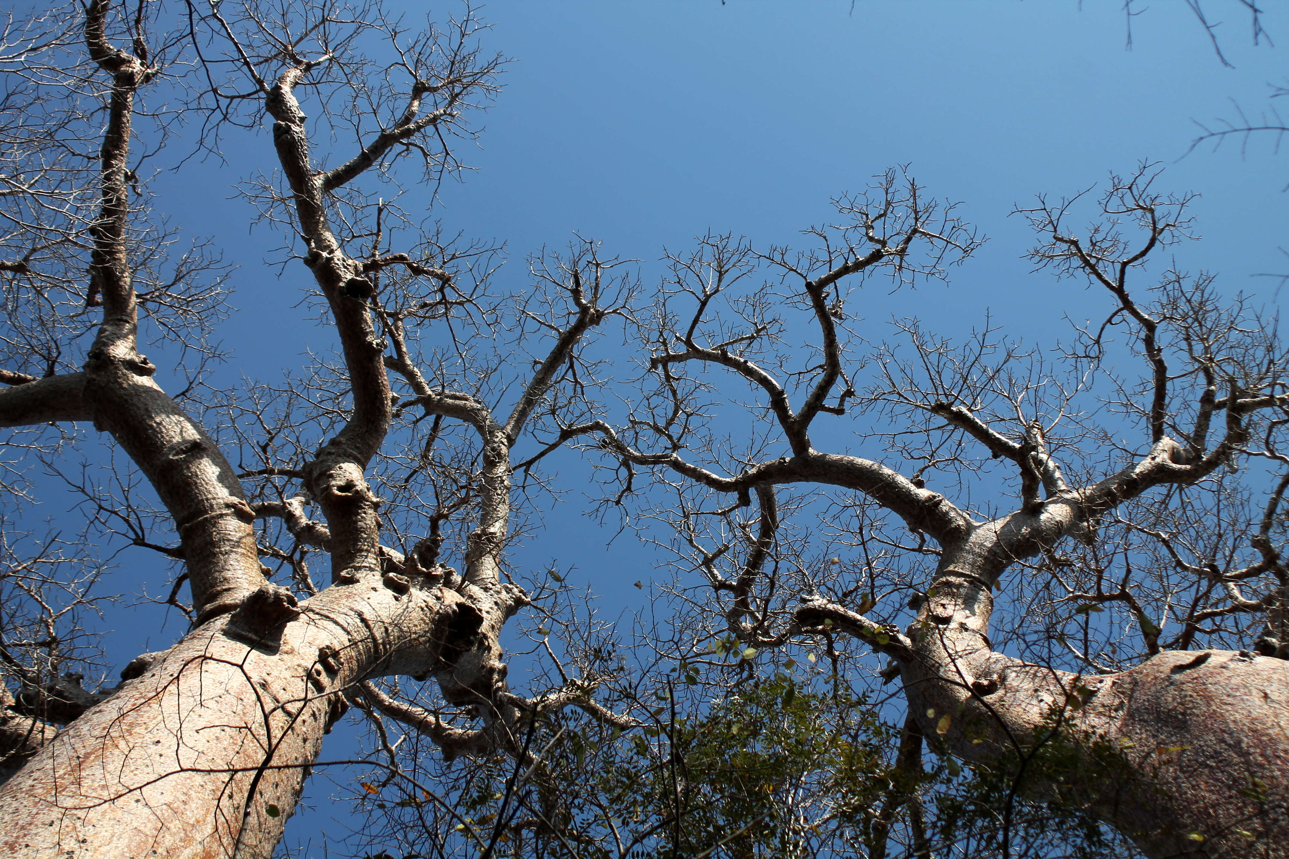 Image of Fony baobab