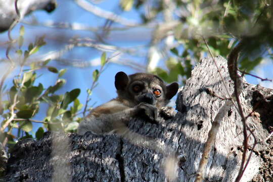 Image of Lesser Weasel Lemur