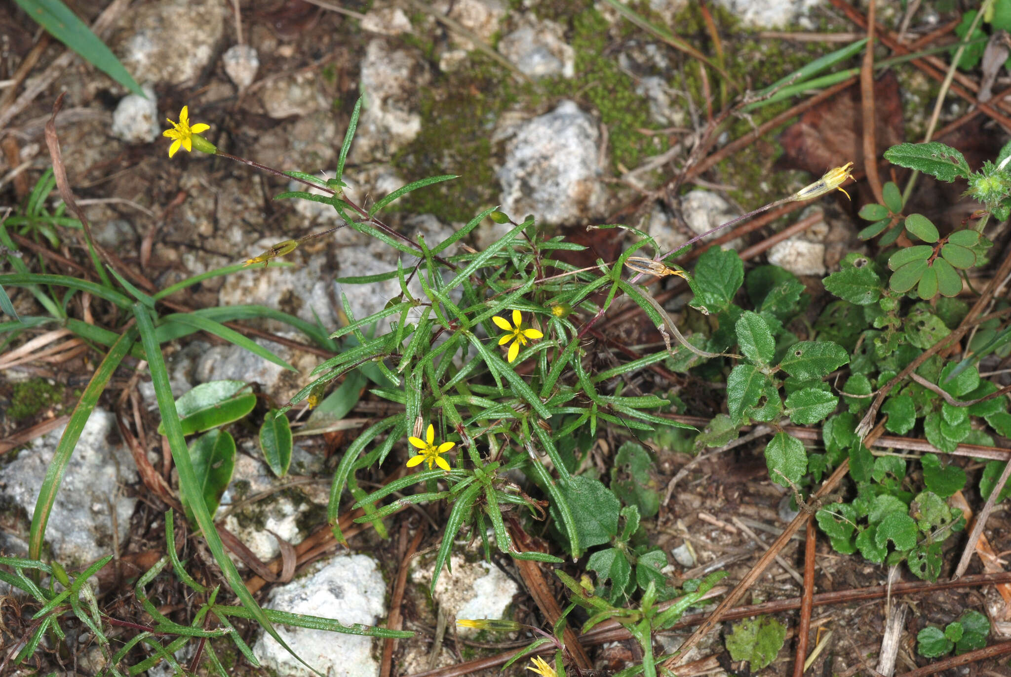 Pectis glaucescens (Cass.) D. J. Keil resmi