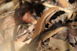 Image of Madagascar Girdled Lizard