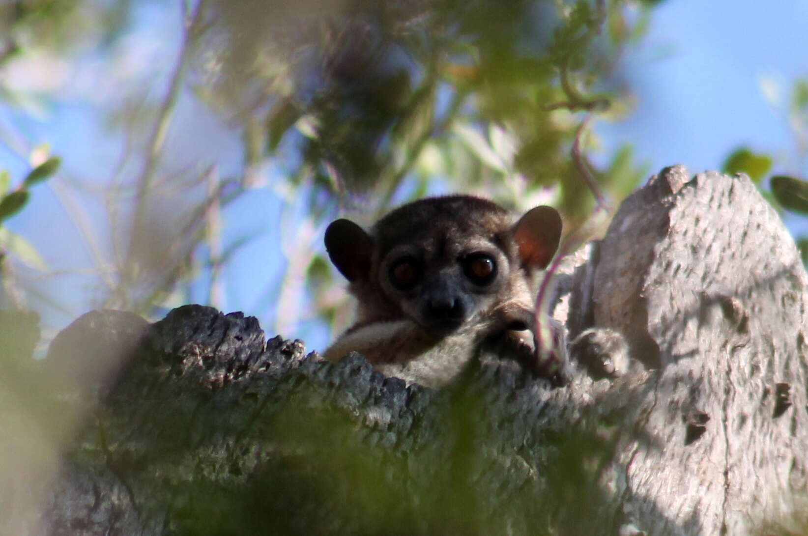 Image of Lesser Weasel Lemur