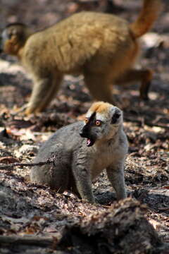 Image of Audebert's Brown Lemur