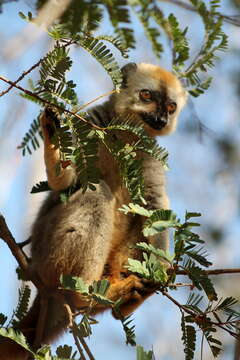 Слика од Eulemur rufus (Audebert 1799)