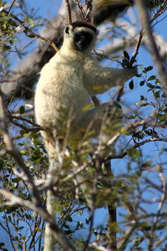 Image of Verreaux's Sifaka