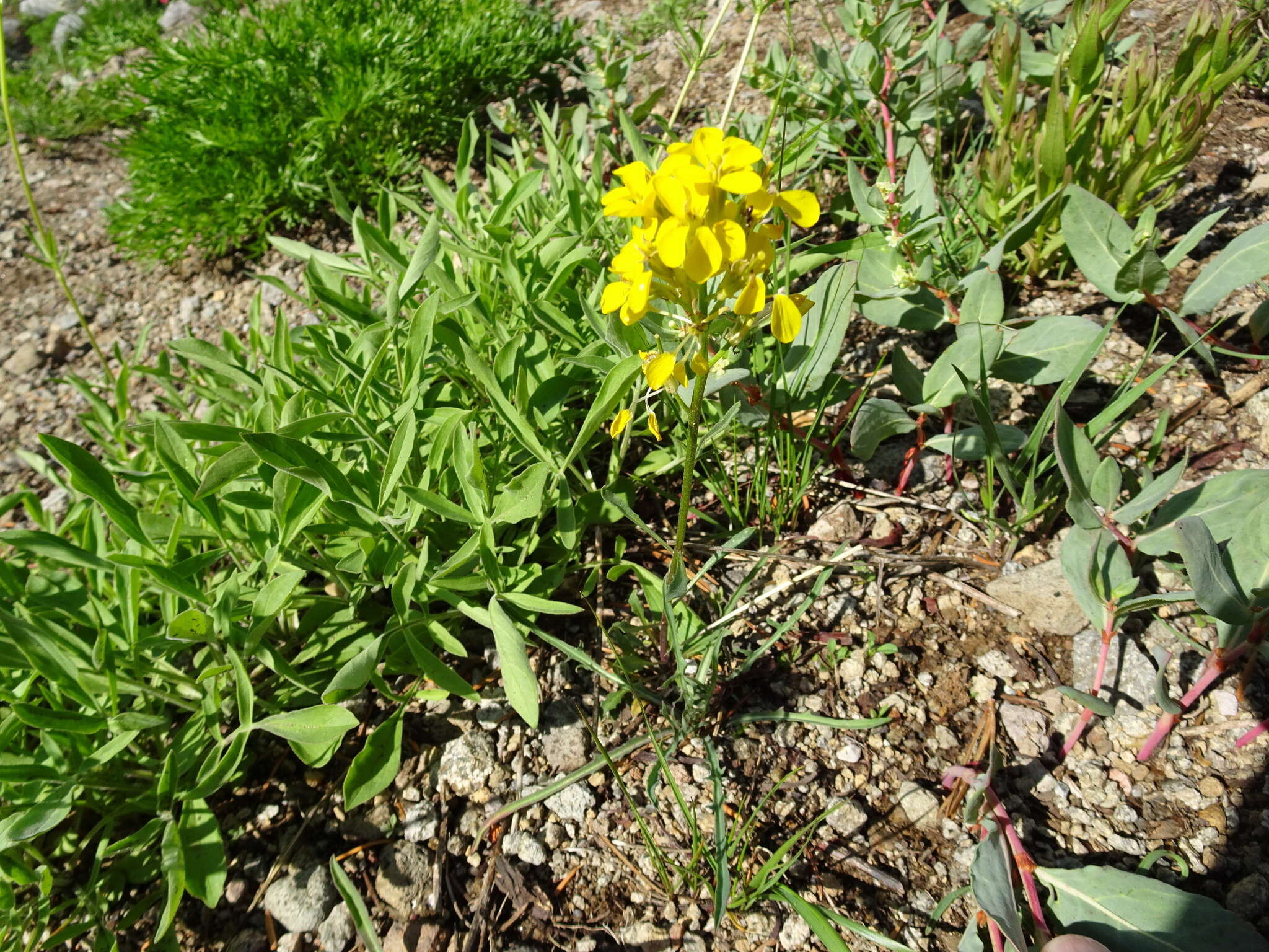 Image of sanddune wallflower