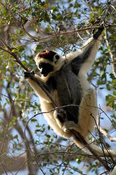 Image of Verreaux's Sifaka