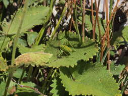 Image de Leptophyes intermedia Ingrisch & Pavićević 2010