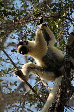 Image of Verreaux's Sifaka