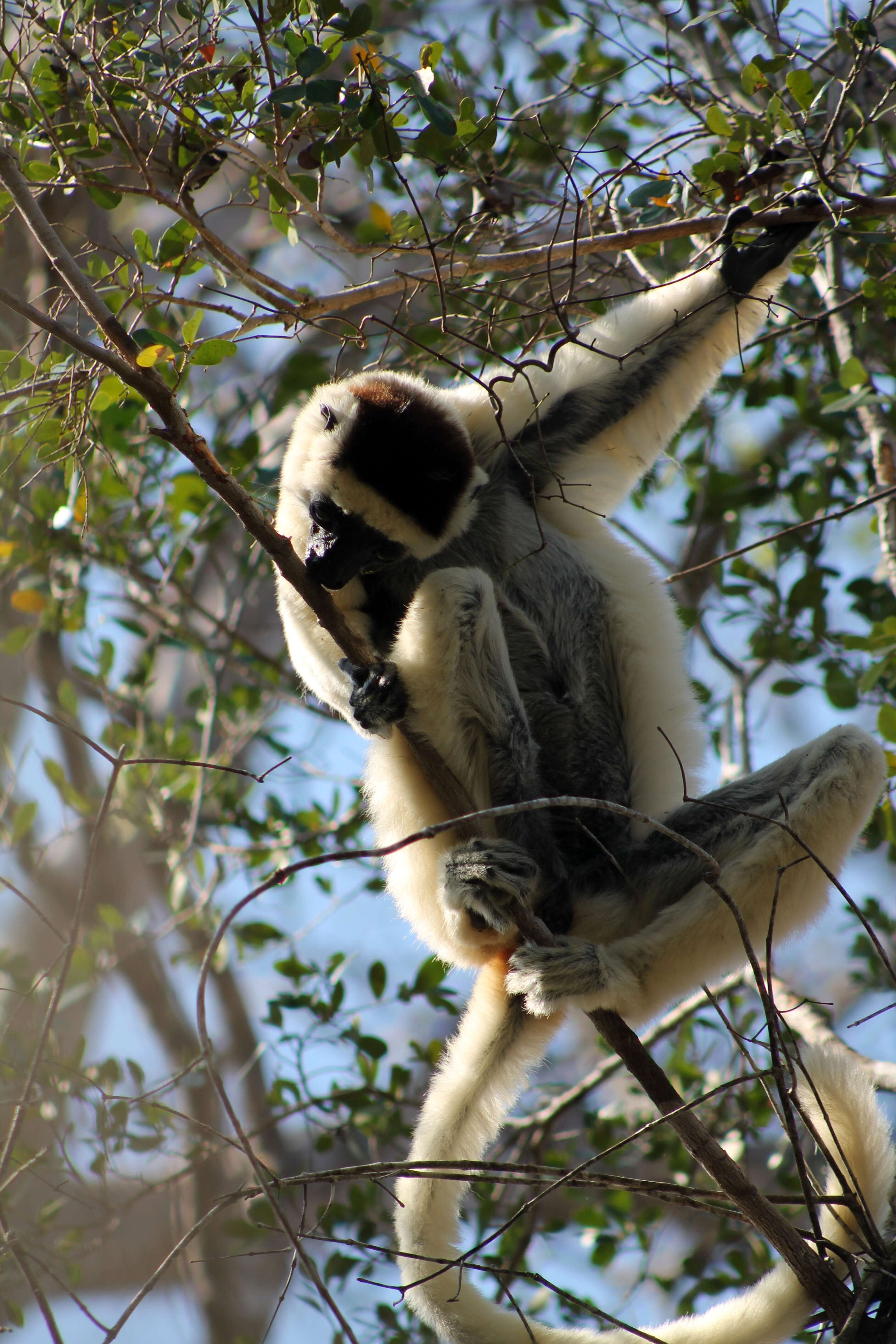 Image of Verreaux's Sifaka