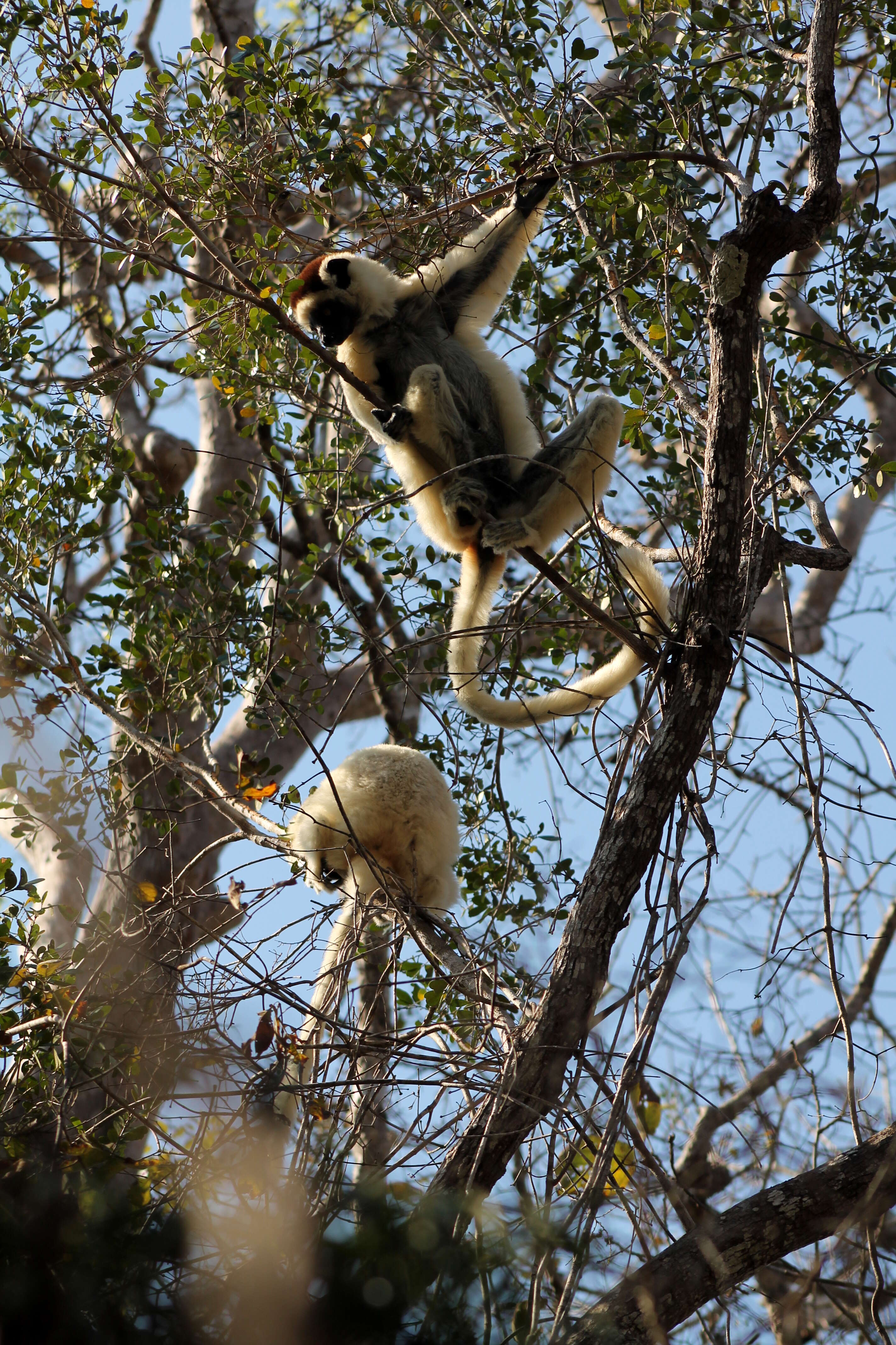 Image of Verreaux's Sifaka