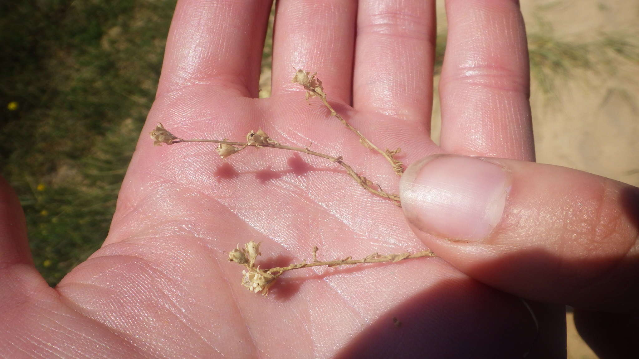 Plancia ëd Linaria arenaria DC.