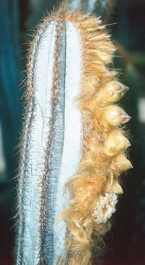 Pilosocereus fulvilanatus (Buining & Brederoo) F. Ritter的圖片