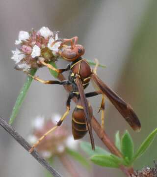 Image of Polistes dorsalis dorsalis