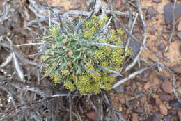 صورة Euphorbia multiceps A. Berger