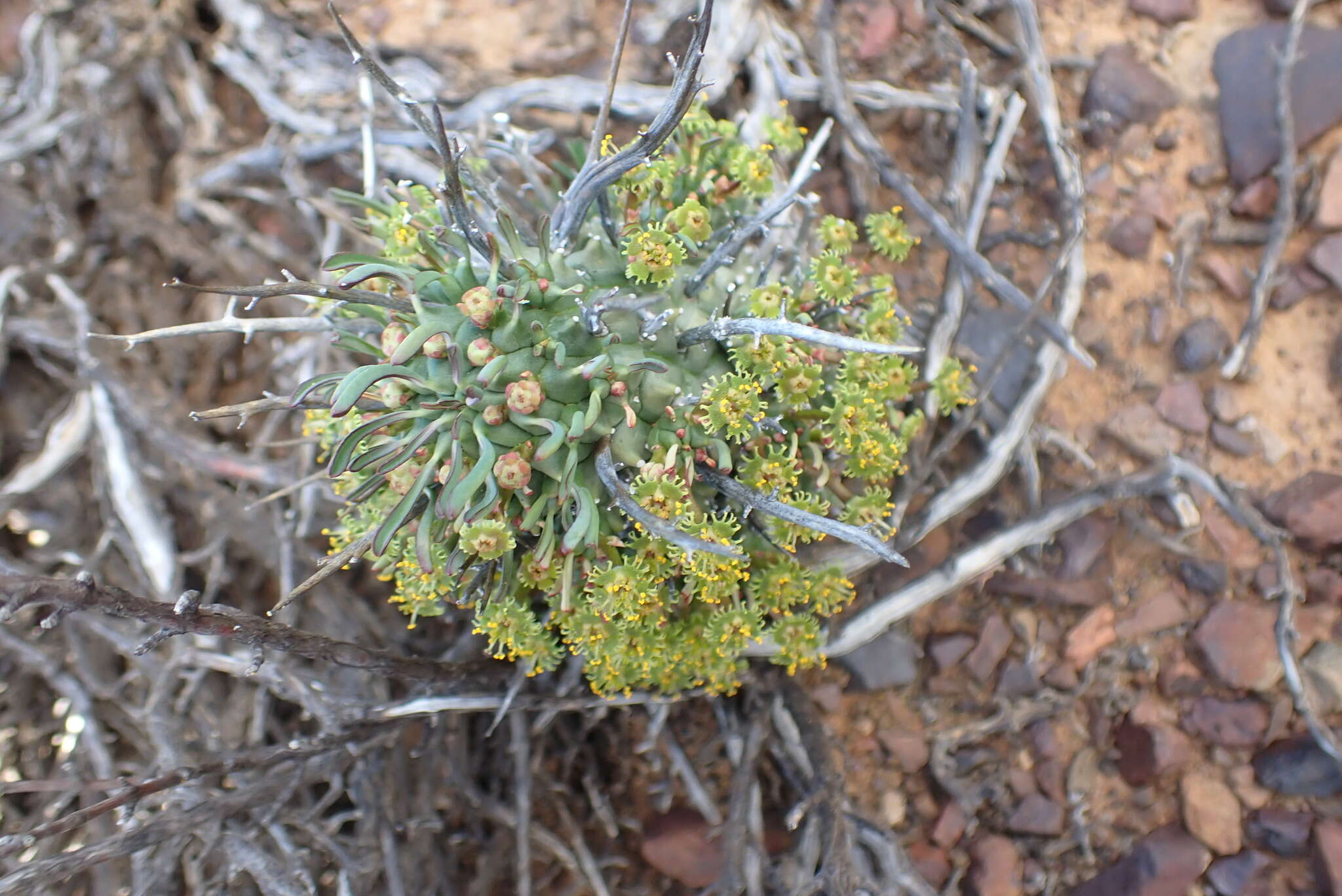 صورة Euphorbia multiceps A. Berger