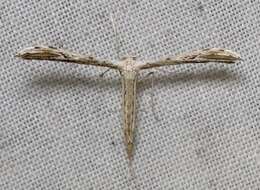 Image of Belfrage's Plume Moth