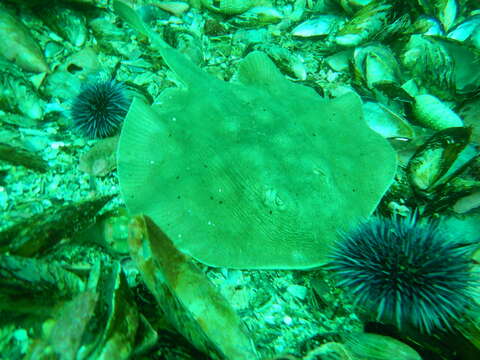 Image of Cortez Round Stingray