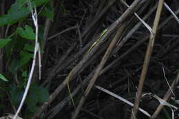 Image of Koshun Grass Lizard