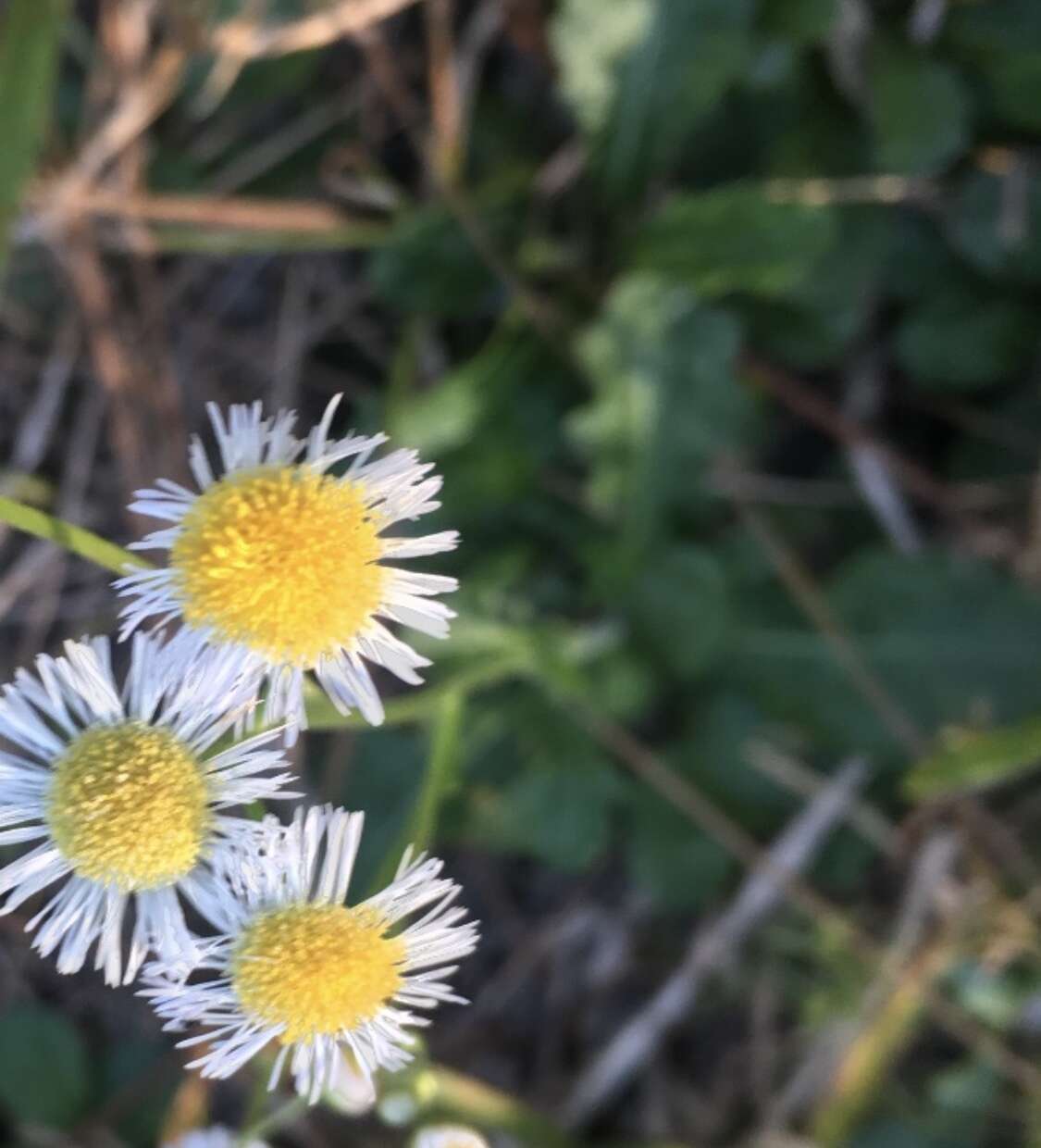 Image of Oak-Leaf Fleabane