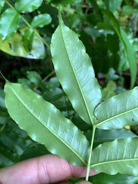 Image of Zanthoxylum integrifoliolum (Merr.) Merr.