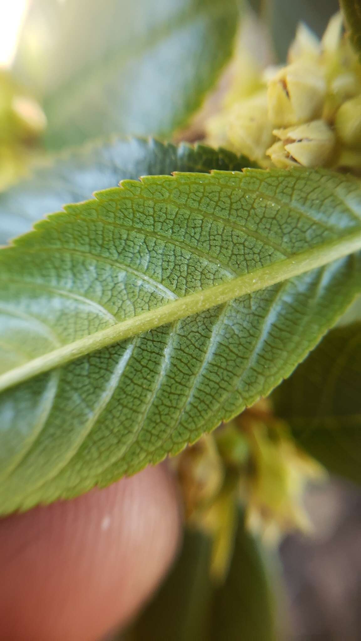 Image of California buckthorn