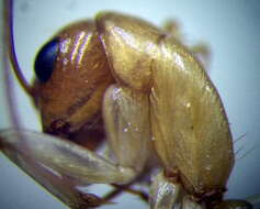 Plancia ëd Camponotus turkestanus Andre 1882